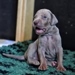 Marija Plenkovic - @anni_weim - Instagram