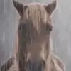 anniyinykorang - @tsukitars - TikTok
