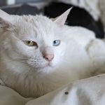 Anni Zhang - @linsta_oddeye_lin - Instagram