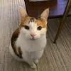hollymolly - @annieahn6 - TikTok