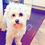 Annie Ames🐶🎀 - @annieames2 - Instagram