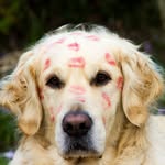 Anne Batchelor - @annieandboo - Instagram