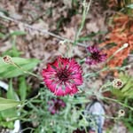 Ann Baughman - @anniebebop - Instagram