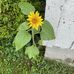 Annie Baughman - Facebook