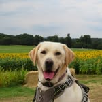 Annie - @annie_bean_the_labrador - Instagram