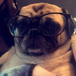 Annie Bean - @pugabooboo - Instagram