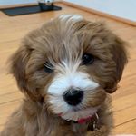 Annie Bean - @anniebean.doodle - Instagram