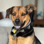 Annie Bean - @anniebeanthedogbk - Instagram