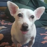 Annie Bean 🐷 - @annie_bean - Instagram