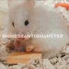 AnnieBean!⚡️ - @anniebeanthehamster - TikTok