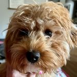 Annie Beard - @annie.bobanny - Instagram