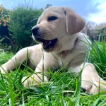 Annie Beaton - @anniebea10 - Instagram