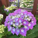 Anne Benfield - @annebenfield43 - Instagram
