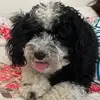 Annie(bensonsVersion) - @anniebensonsversion14 - TikTok