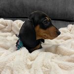 @annie_bent_tail - Instagram