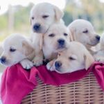Love helping dogs out 🥰 - @annie.bergin_ - Instagram