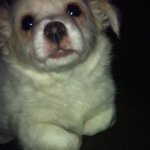 Annie Sunshine Berkowitz - @princess_puffels - Instagram