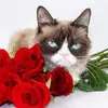 Annie Bertin628 - @mamychat55 - TikTok