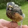 AnnieTheBird - @anniethebird - TikTok