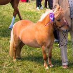 Annie Bishop - @bugsie_the_shetland - Instagram