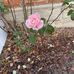Anne Burns - Facebook