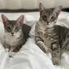Christopher & Annie - @christopher.annie - TikTok