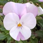 Annette Christopherson - @nettaweez - Instagram