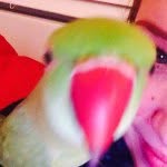 Annie Clements - @rio_the_ringneck - Instagram