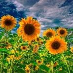 Annie Cloud - Facebook