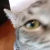 Annielikescoffee - @annielikescoffee - TikTok
