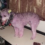 Doggy Style Grooming by Annie Colson - Facebook