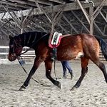 Annie Commons - @uncommon_equestrian - Instagram