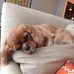 Anne Comstock - Facebook