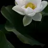 constanceianniei - @constanceianniei - TikTok
