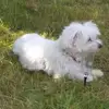 Annie Constant - @annie.constant7 - TikTok