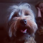 A N N I E 🐶 - @anniecontini - Instagram