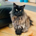 Annie - @annie_the_maine_coon - Instagram