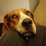 Annie - @anniecoonhound - Instagram