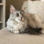 Annie The Maine Coon - @annabelle.mainecoon - Instagram