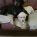 Anne Cornett - Facebook