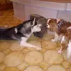 Annie Cornet - @annie.cornet - TikTok