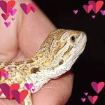 Annie Shafer Cornett - @annieshafercornett - Instagram