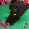 any - @anniecumminsvoelk4 - TikTok
