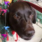 Annie Cushing - Facebook