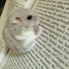 Anne Dewitt - @annedewitt - TikTok