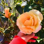 Annie Ding - @superannie1313 - Instagram