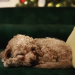 Annie Doris Crocker-George - @ladyannie.the.crockapoo - Instagram