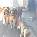 Annie Dusty And Cloe - @annie_dusty_cloe - Instagram