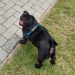Annie Dutra - @anniedpug - Instagram
