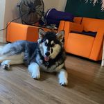 Annie, Dwight & Sherman - @dubsandbrubs - Instagram